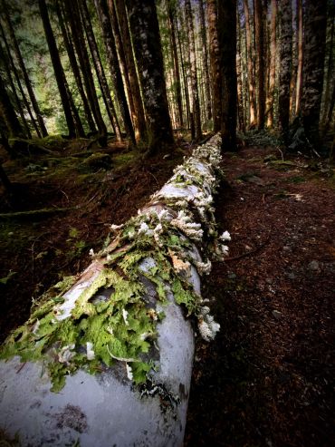 Beautiful log covered in lichen