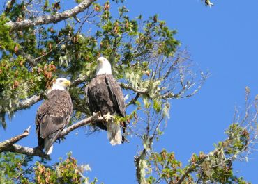 Bald eagle sentries